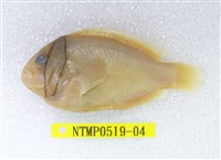 藏品(白條海葵魚)的圖片